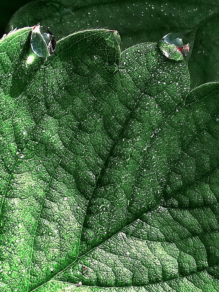 Photograph by Светлана Шмигельская