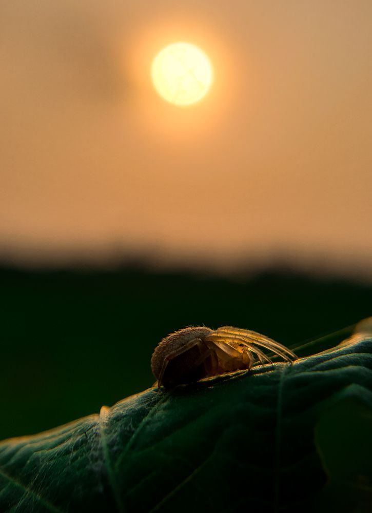 Photograph by Bivas Sarkar