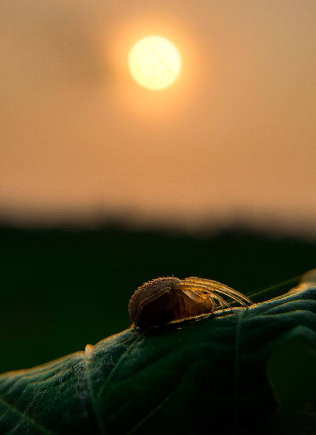 Photo #6444787