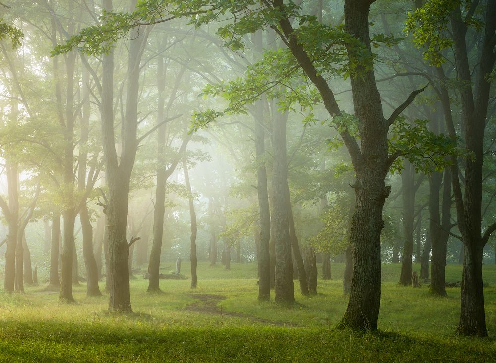 Утро на лесной тропе.