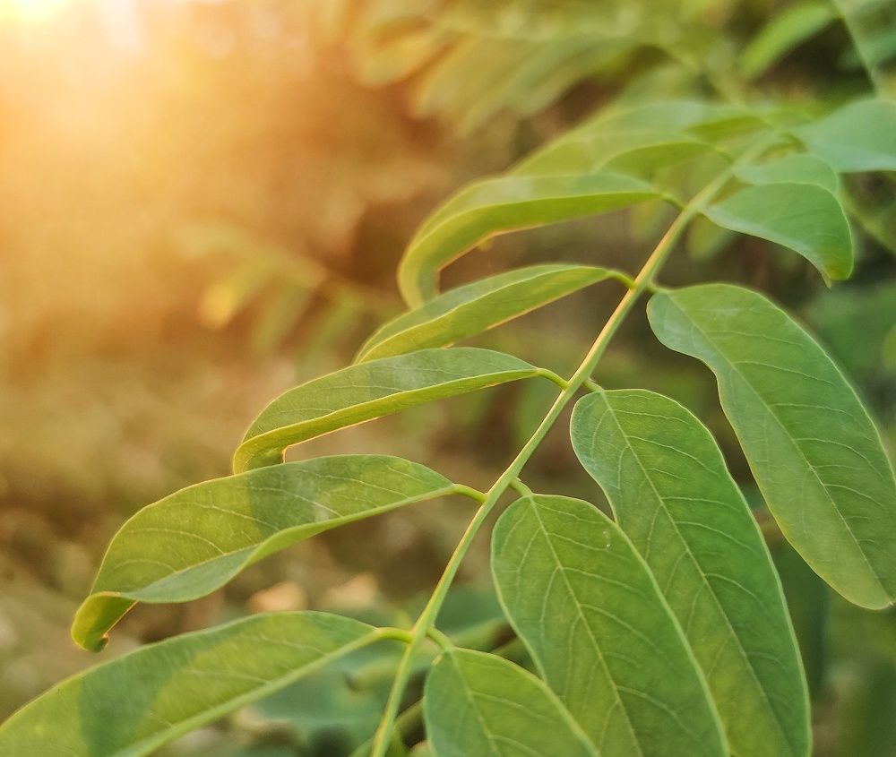 Photograph by Карина Берещанская