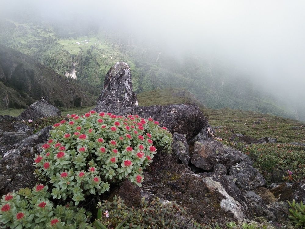 Beautiful landscape view with beautiful flower blooming