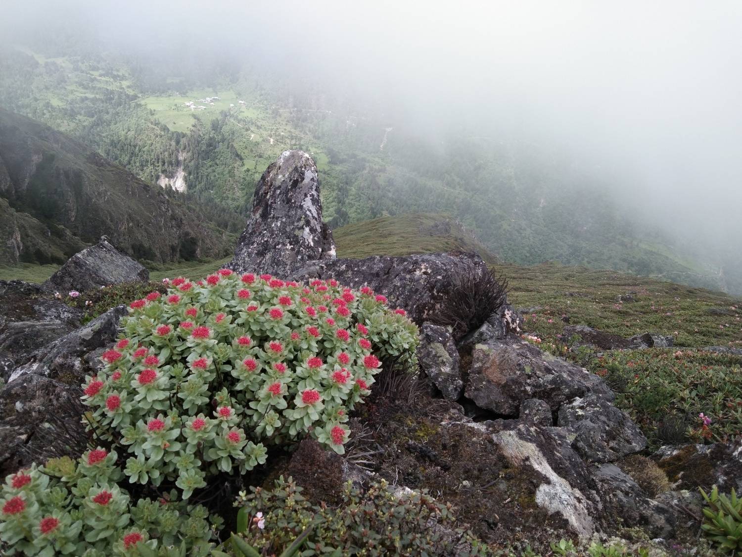 Beautiful landscape view with beautiful flower blooming