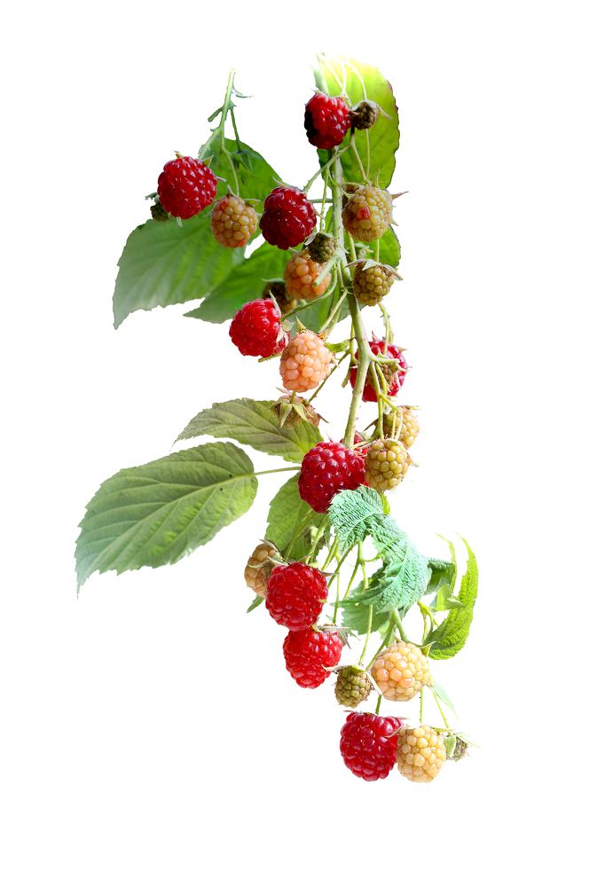 Photograph by Tatiana Serova