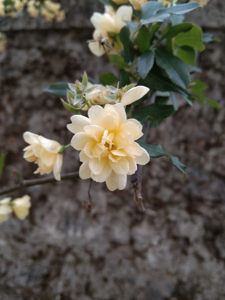 Flower garden flower photo