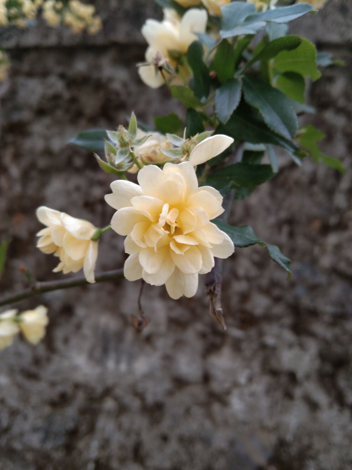 Flower garden flower photo