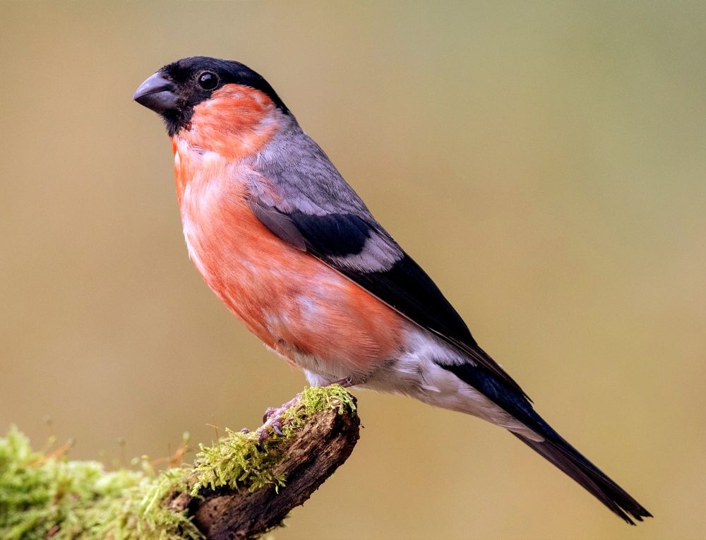 Photograph by Павел Краснослободцев