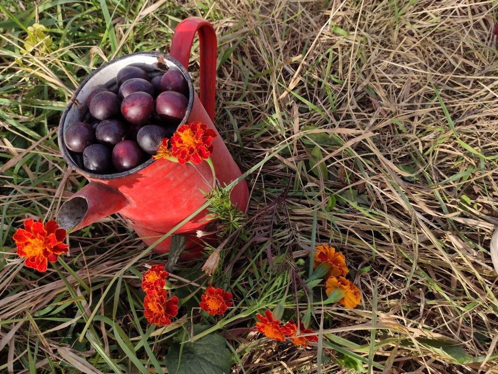 Photograph by Галина Кушнир