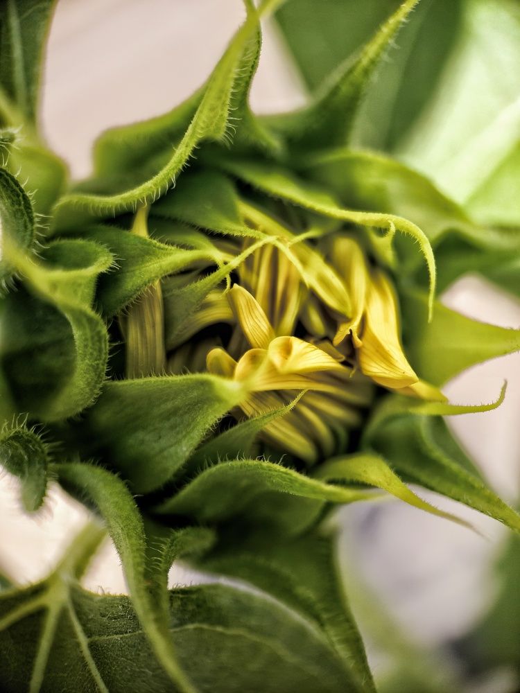 Photograph by Светлана Смирнова