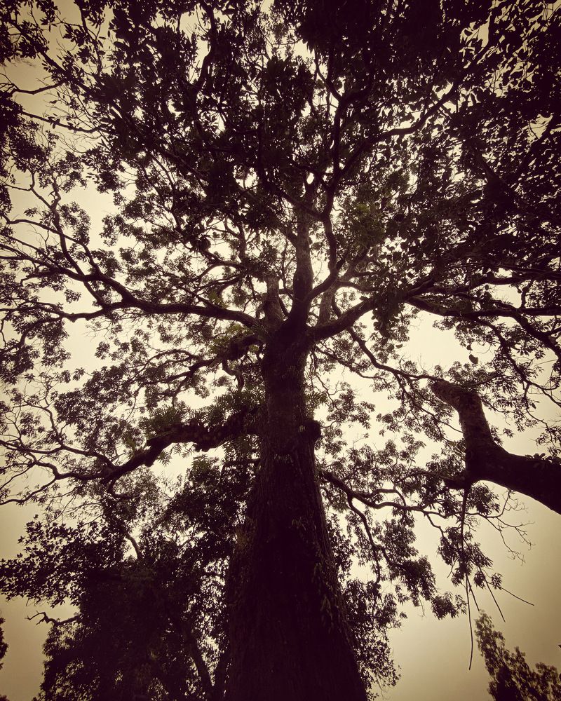 Фотография автора Naren Telluri