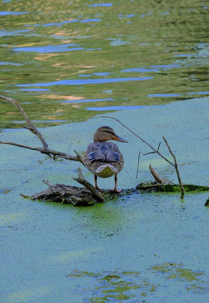 Photograph by Марина Душевина