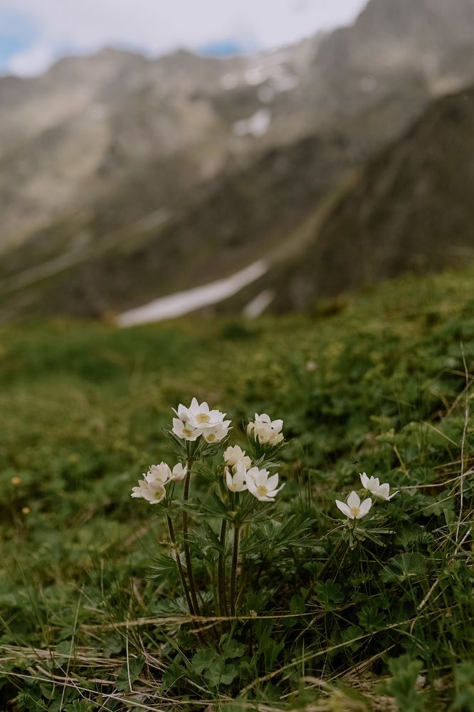 Цветы в горах
