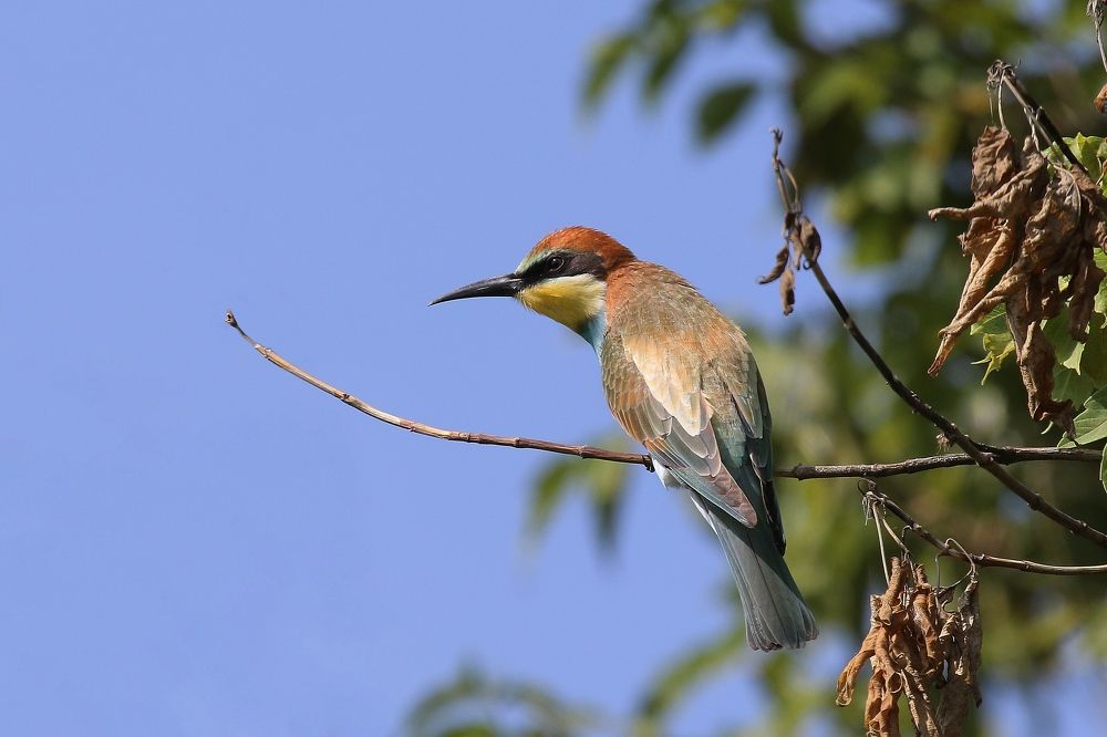 Стройная изящная щурка золотистая...