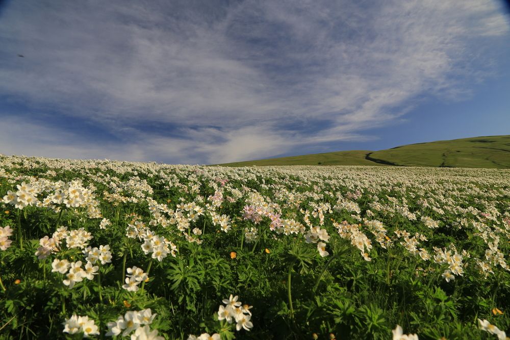 Цветочное поле в горах с. Буртунай Дагестан