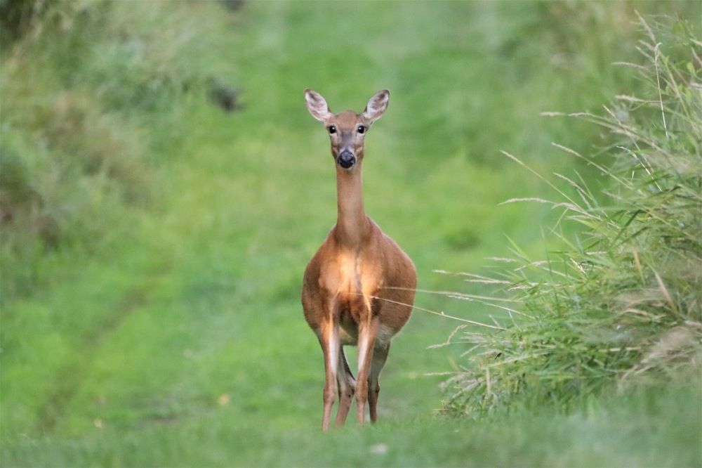Mama deer!