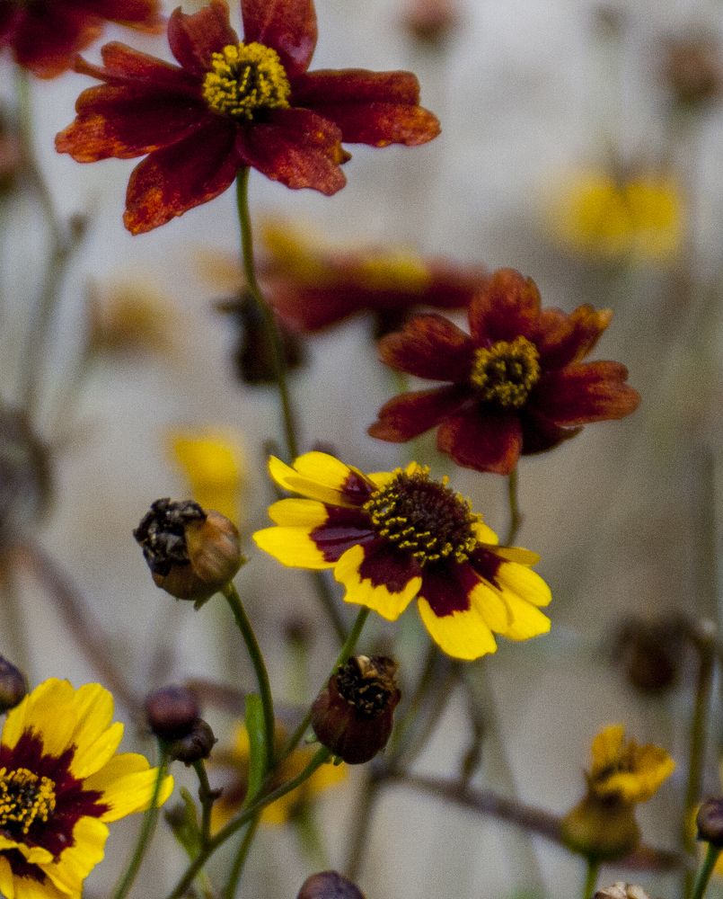 Фотография автора sose