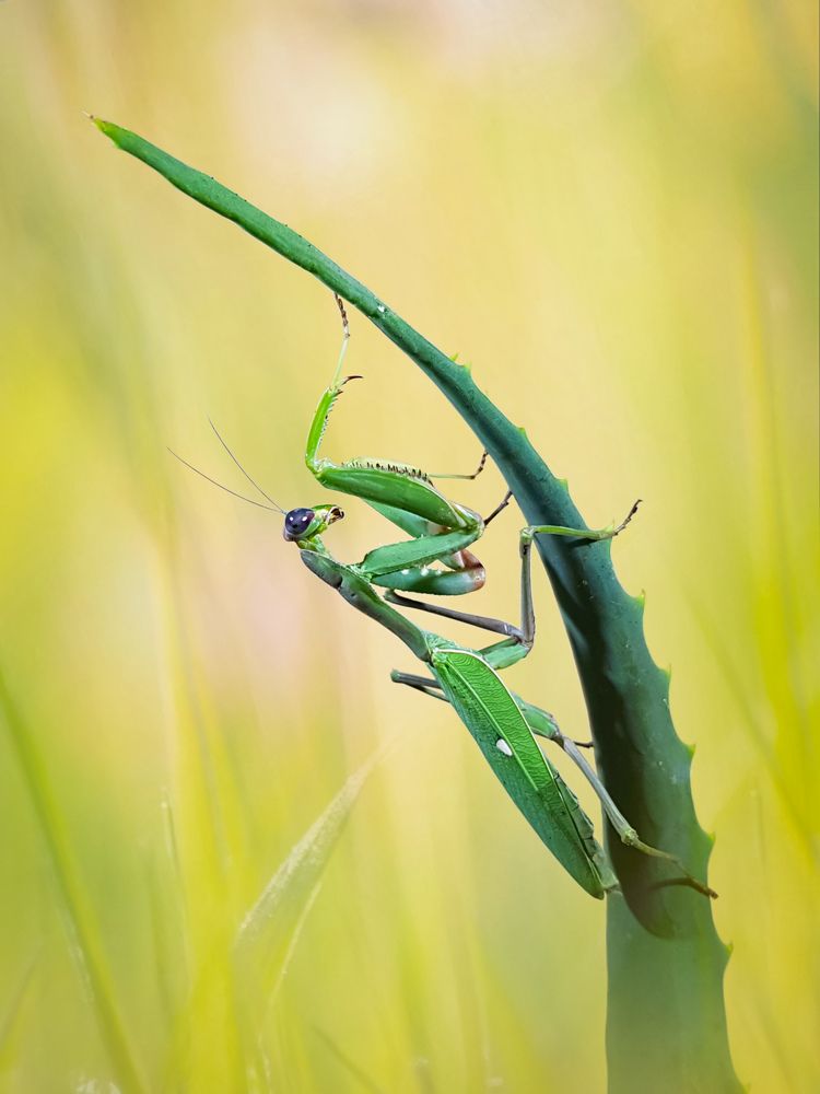 Photograph by Yousef Mansour