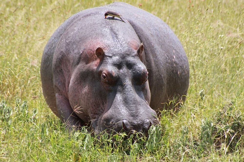 Hippo