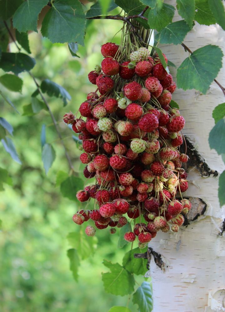 Photograph by Наталья Стальмакова