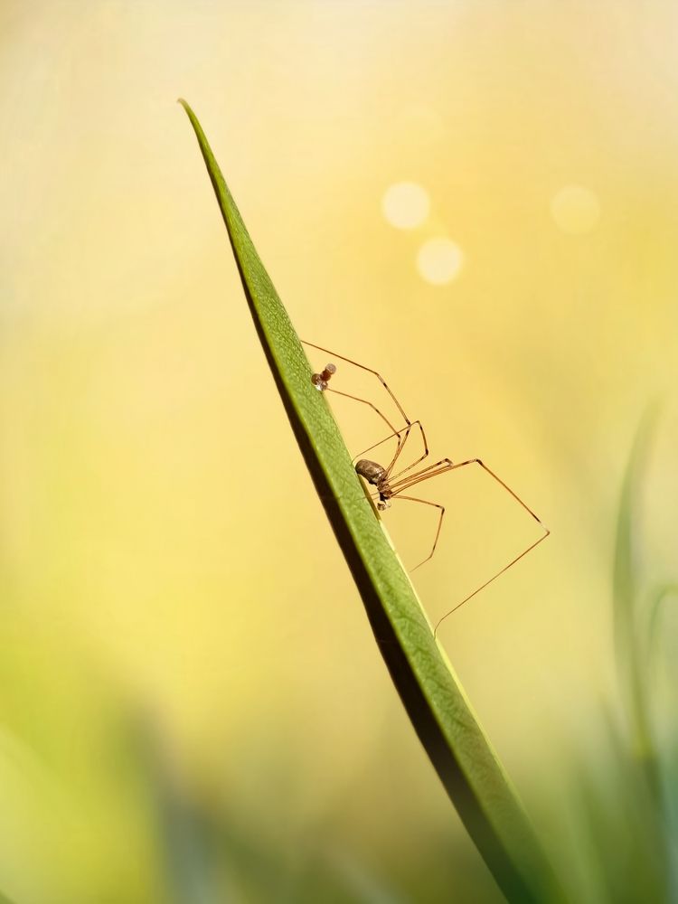 Photograph by Yousef