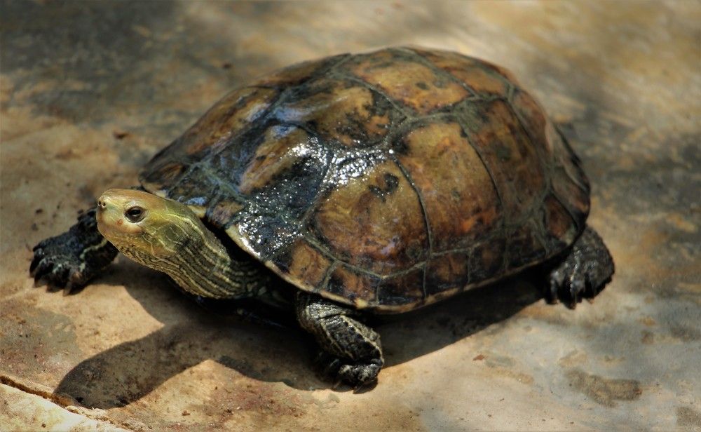 Черепаха водная.