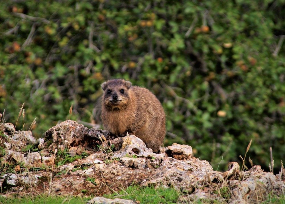 Photograph by Людмила Бутова