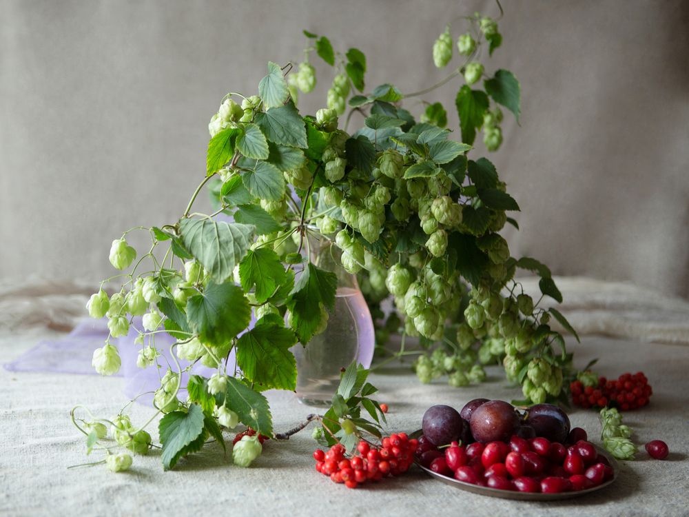 Роняет осень зрелый плод.