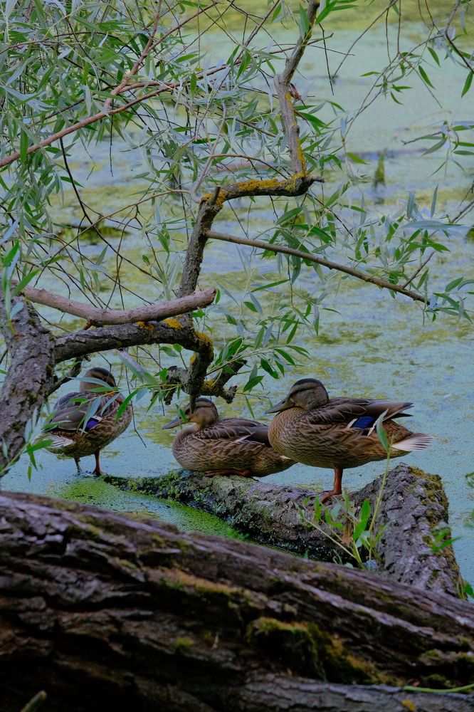 Photograph by Марина Душевина