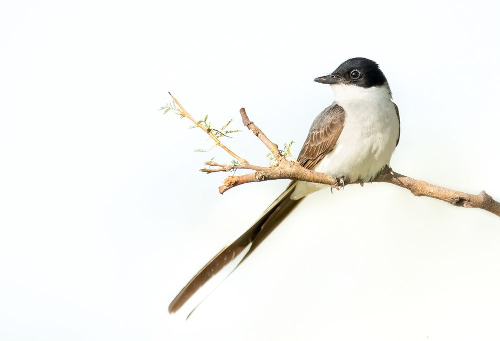 Tijereta en clave alta