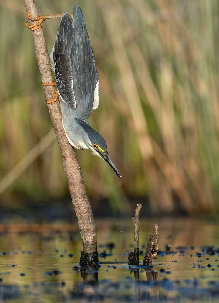 Photograph by Andrés Müller