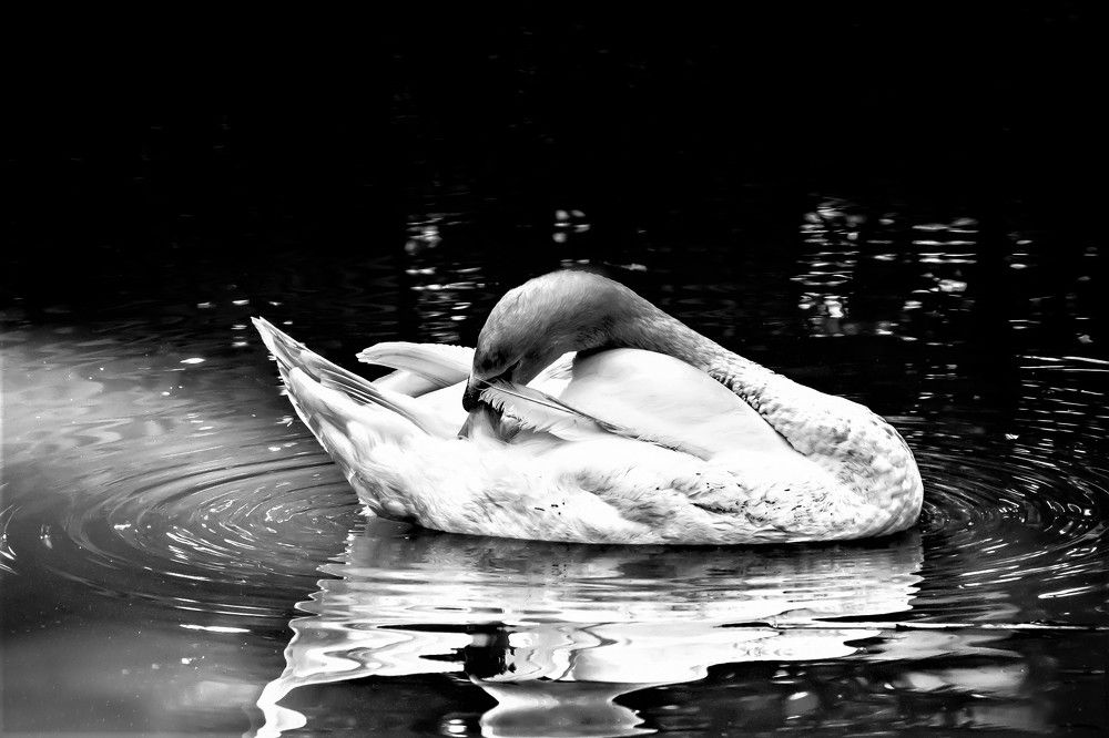 Photograph by Carmem De Luca