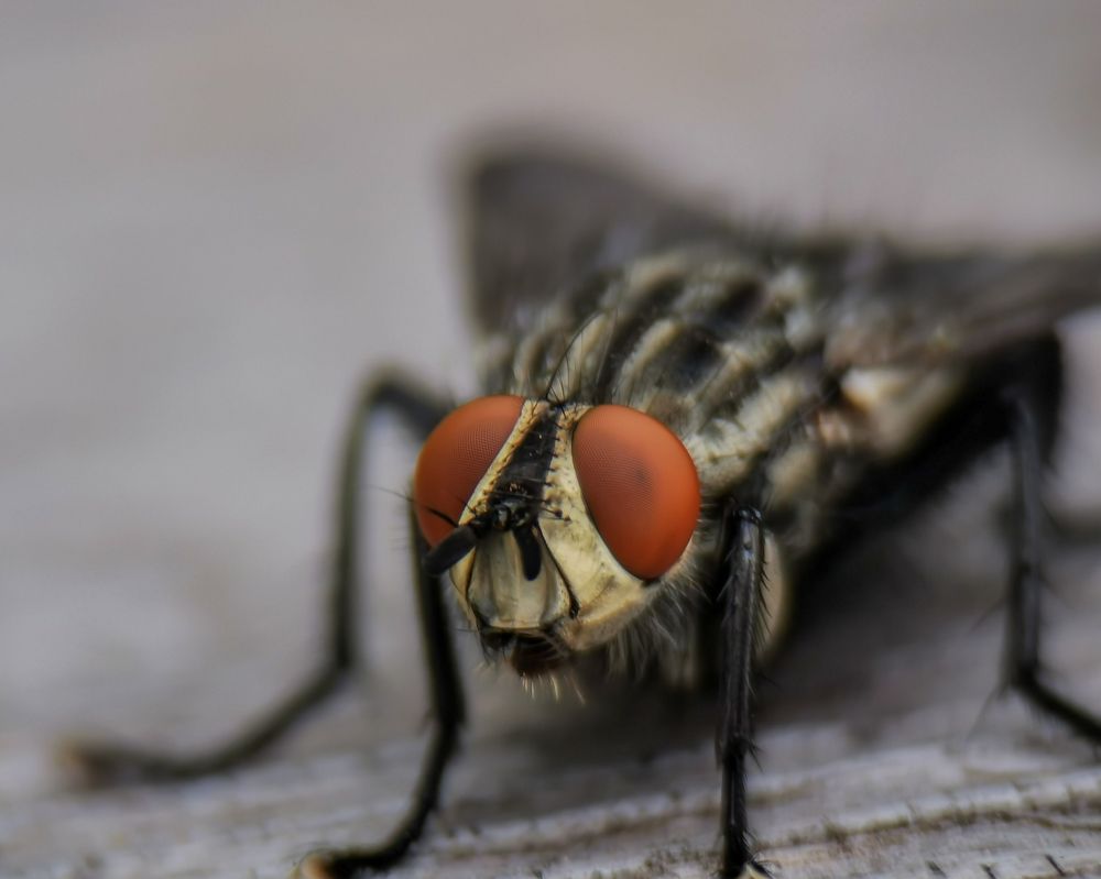 Photograph by Остап Благодатков