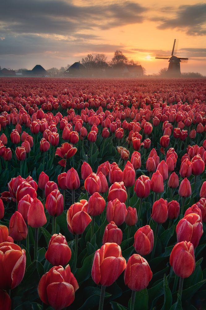 Sunrise in a field in the Netherlands