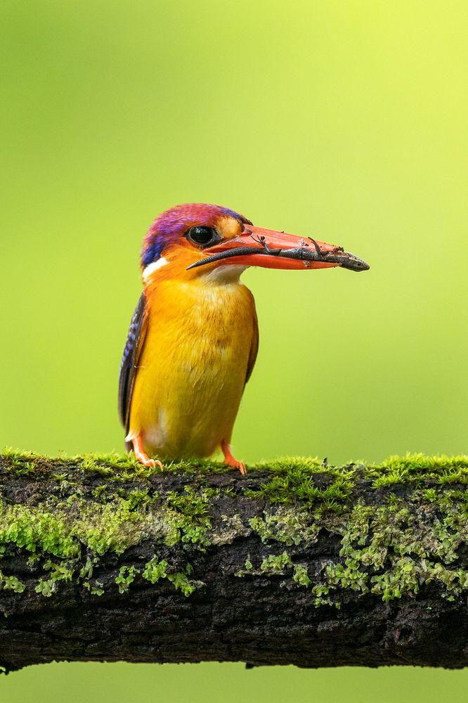 Photograph by Ankit Sharma