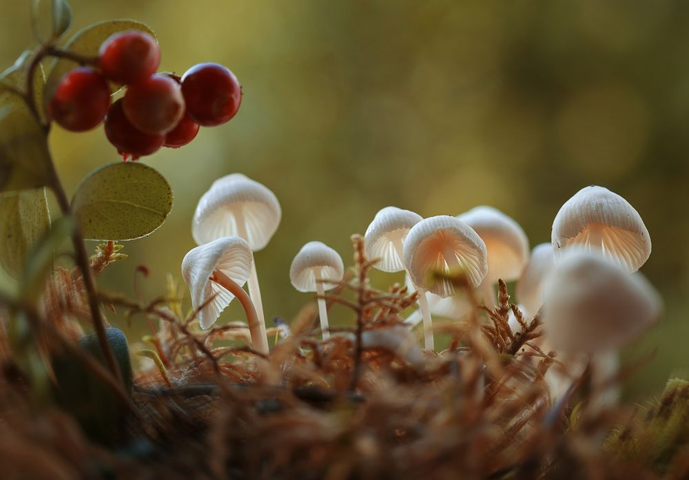 Photograph by Анна Барсукова