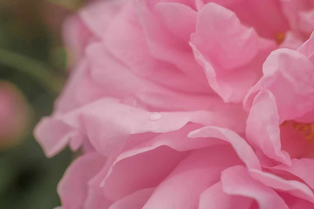 Photograph by Анна Пашко