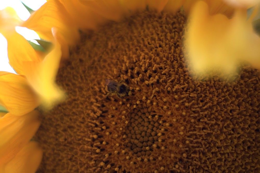 Photograph by Анастасия Солодкая