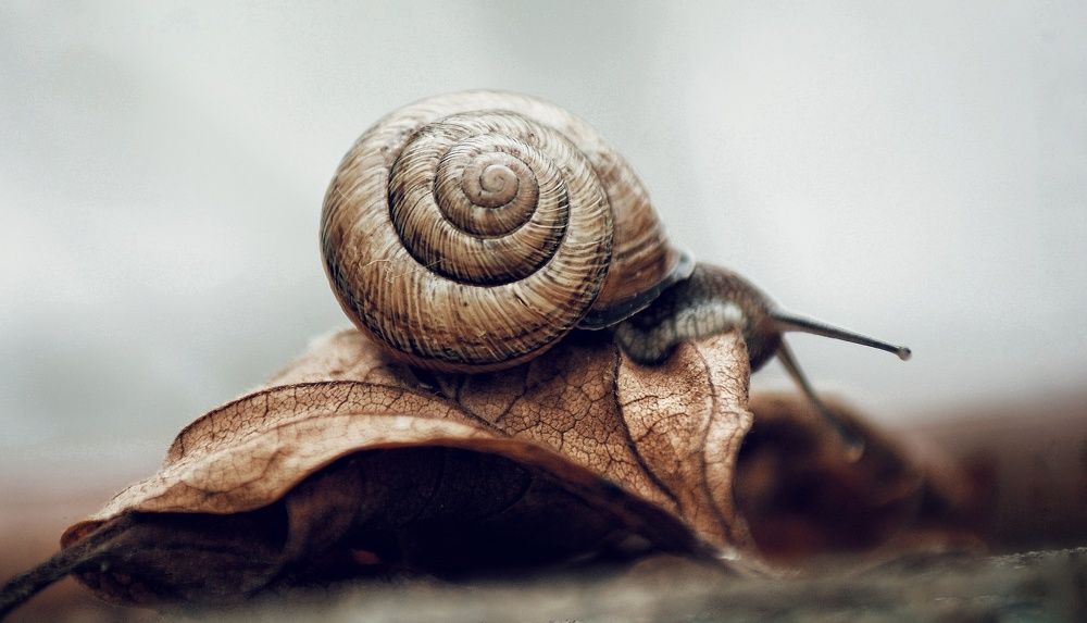 Фотография автора bahram pourshahbazi