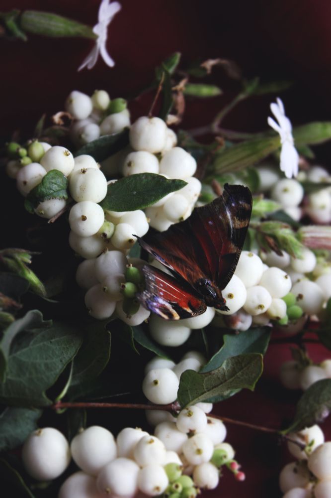 Белые ягоды и бабочка