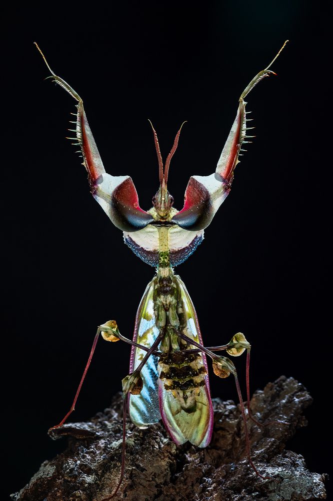 Photograph by Marcus Kam