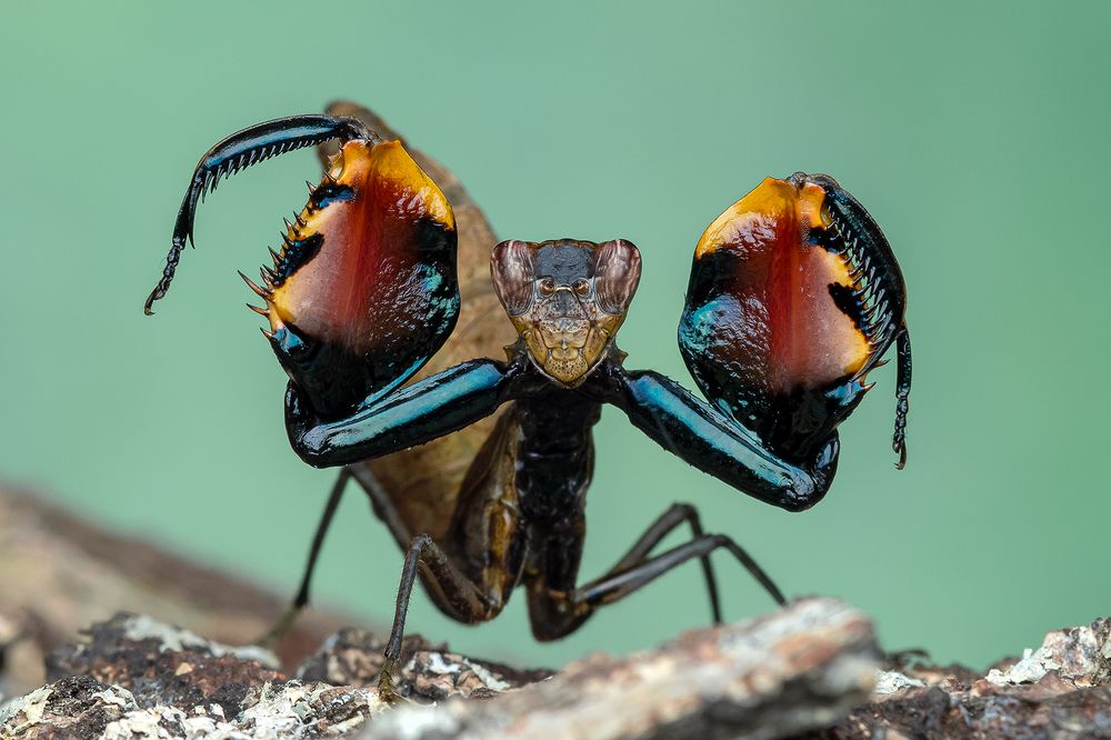 Photograph by Marcus Kam