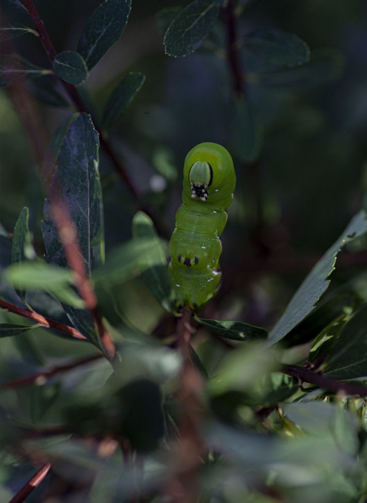 Photograph by Ксения Никифорова