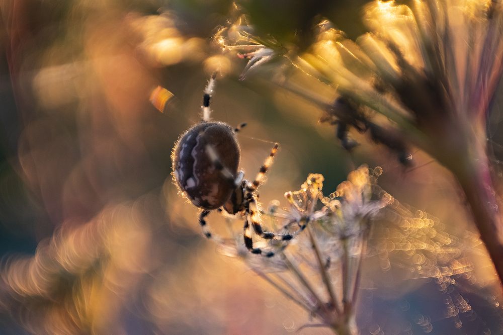 Photograph by Алексей Семенихин