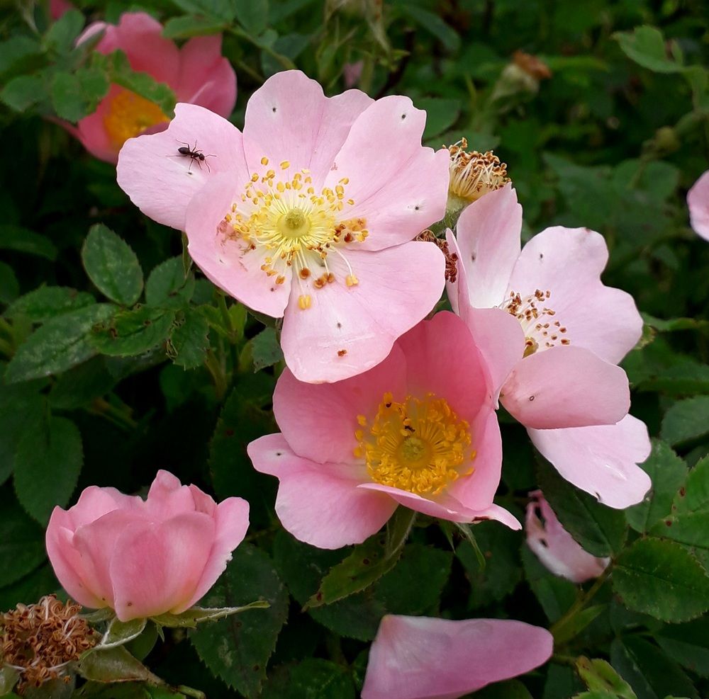 Венок невесты