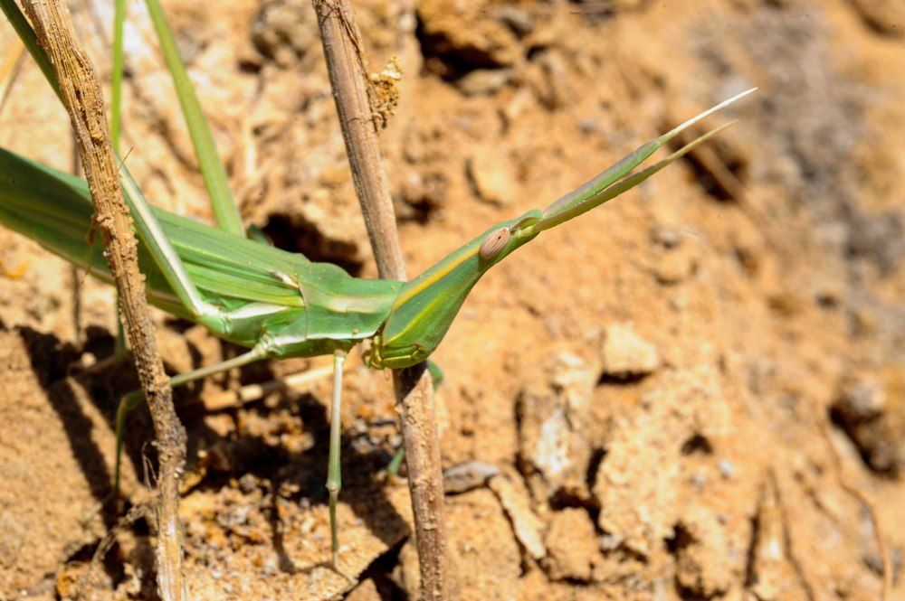 Photograph by Hashem Mohamed