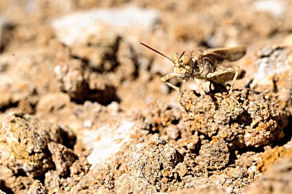 Photograph by Hashem Mohamed