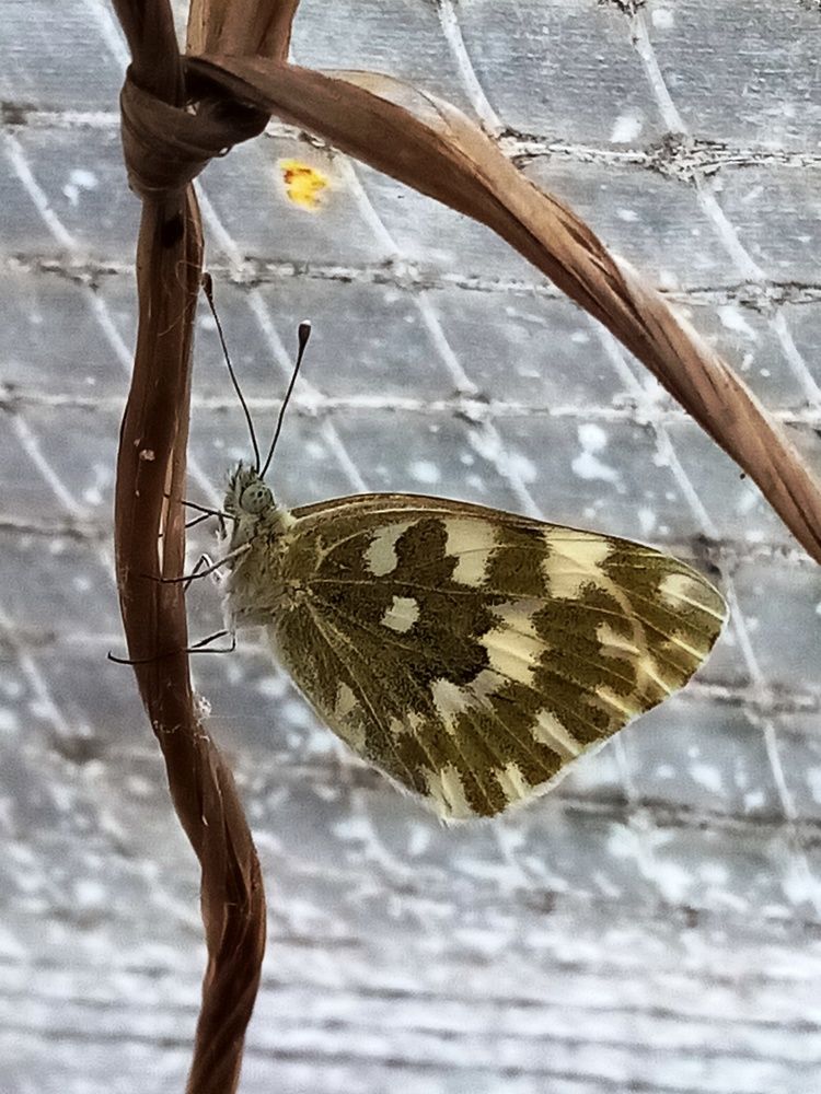 Photograph by Венера Галимова