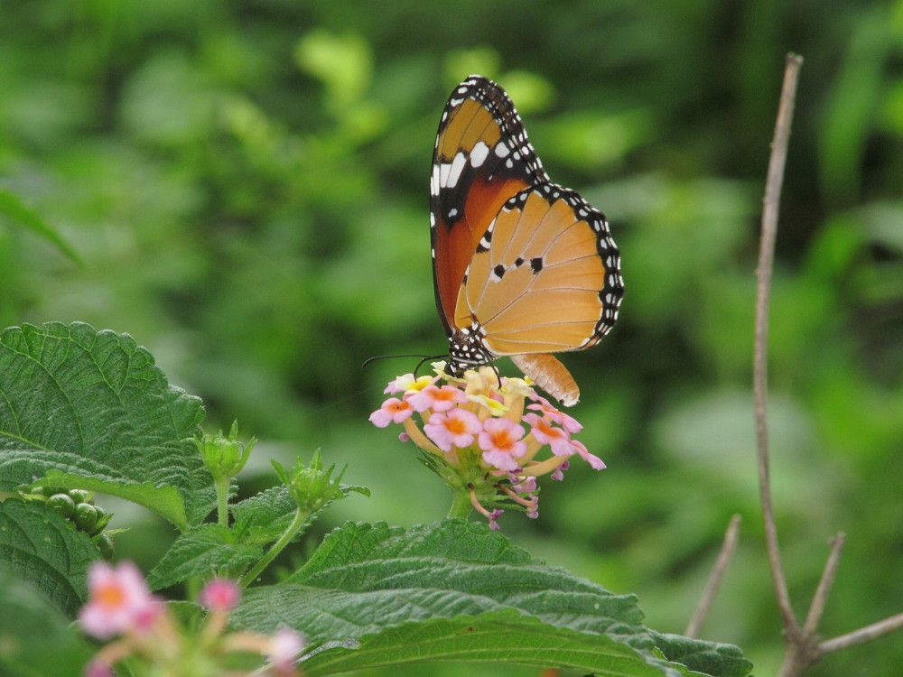 Photograph by Sai Krishna