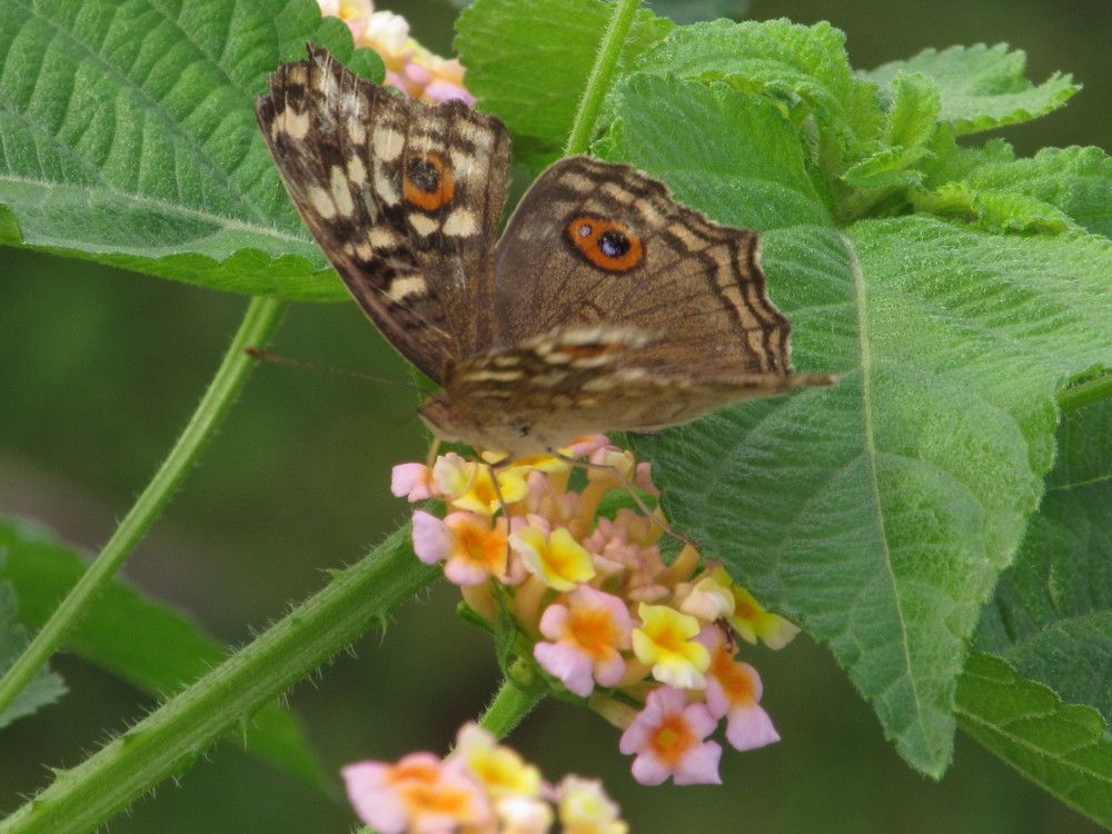 Photograph by Sai Krishna