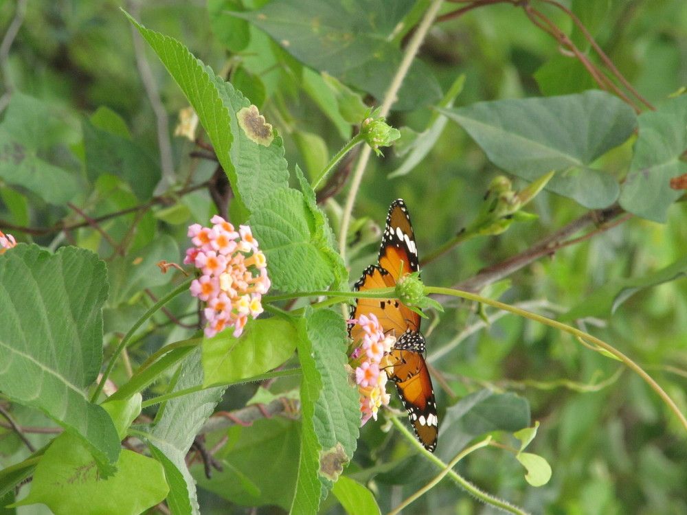 Photograph by Sai Krishna